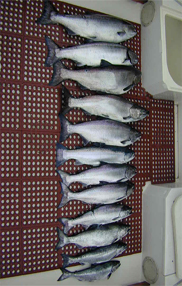 Fish salmon, trout, walleye fishing lake huron alpena